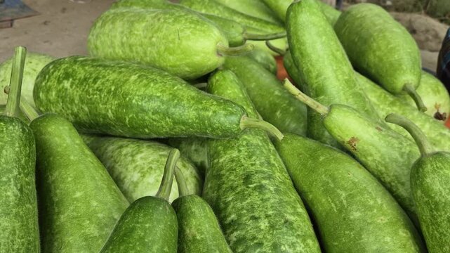 Massive Pile of Freshly Harvested Green Bottle Gourds - Organic Agriculture Concept