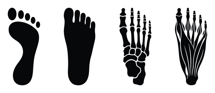 Foot print human foot bones and muscles icons isolated on transparent background for anatomy and health