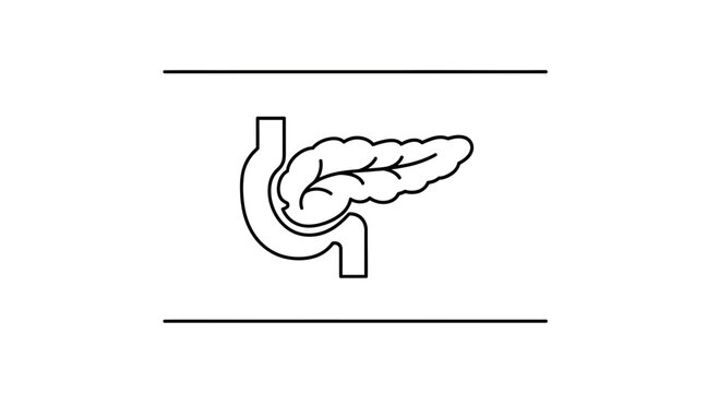 Clear outline illustration of human pancreas and duodenum detailing their anatomical connection