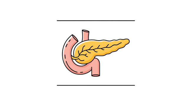 Colorful medical infographic showcasing the human pancreas alongside its duodenal connection for