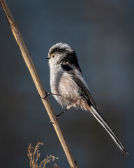 Long-tailed tit with its fluffy white face and elongated tail perched acrobatically on a slender reddish twig, set against a smooth, neutral background. The image captures the bird curious expression © Robert