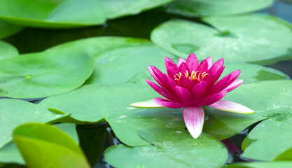 Pink lotus flowers bloom