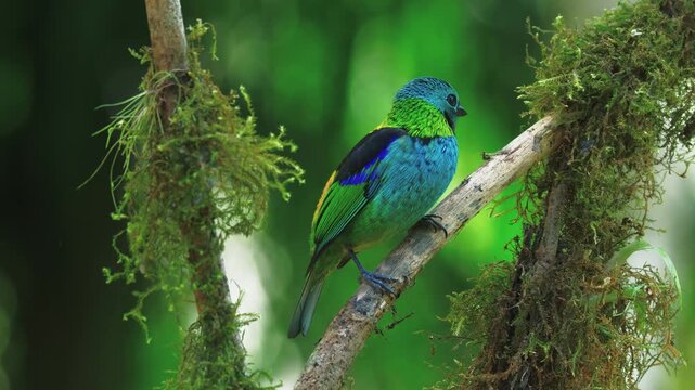 Green-headed tanager perched on a branch in Atlantic Rain Forest