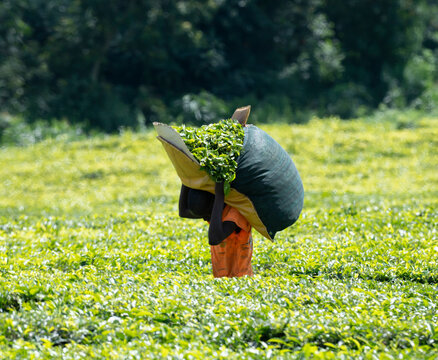 Worker harvesting tea leaves on tea plantation in  Kericho, Kenya