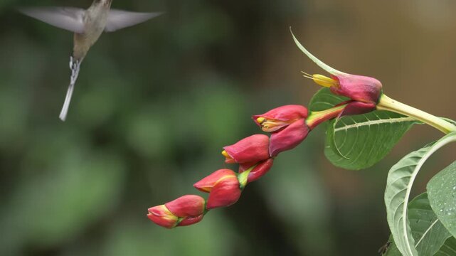 Planalto hermit hummingbird (Phaethornis pretrei) flying and drinking nectar from exotic flower in natural habitat