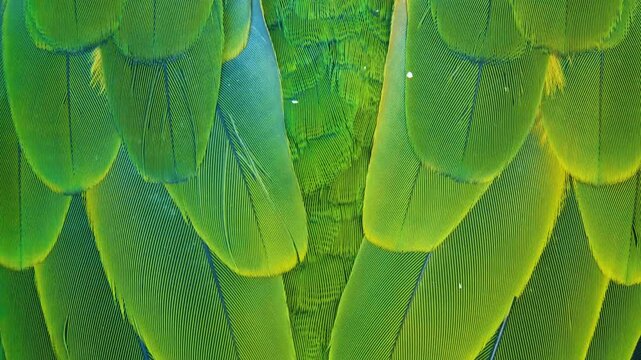 Vibrant Green Parrot Feathers Close-Up &ndash; Exotic Tropical Bird Plumage Texture Background
