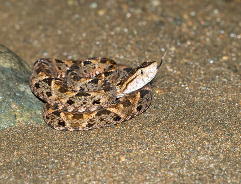 Fer‑de‑Lance Pit Viper (Bothrops asper) in Tropical Creek at Night, Costa Rica