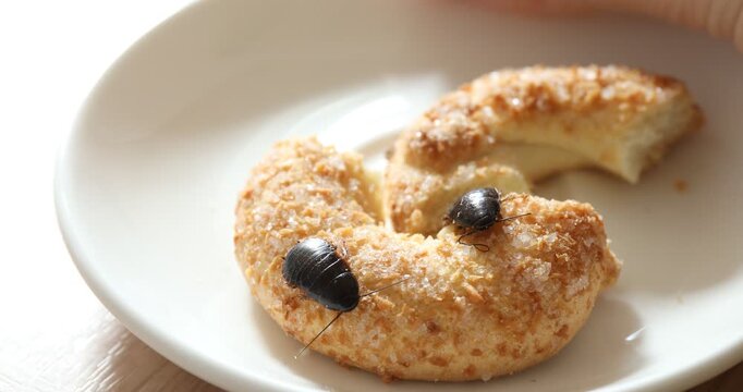 Woman taking plate with cockroaches and cookie at table, closeup