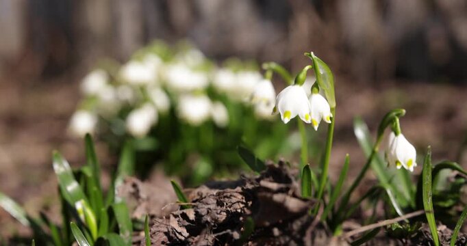 Beautiful snowdrops growing outdoors on sunny day, closeup