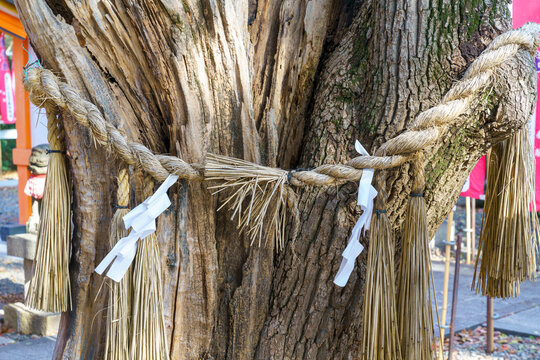 Traditional Japanese shimenawa rope with shide paper streamers wrapped around a sacred tree trunk at a Shinto shrine. Symbol of purification and sanctity in Japanese culture and spiritual nature.