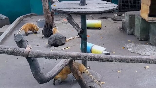 Coati Walking on Branch in Zoo Enclosure