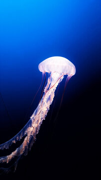 Jellyfish