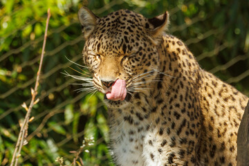 Fototapeta premium Panthère de Perse