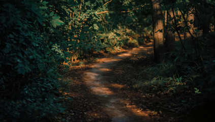 Obraz premium Sunlit forest trail winding through dense green woodland with soft warm light