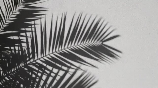 A close-up view of dark, leafy palm fronds against a light gray background