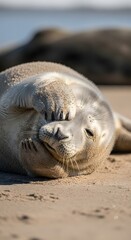 Fototapeta premium Peaceful grey seal pup napping on sun-drenched sandy beach, playfully covering eyes with flipper, a delightful capture of marine life's serene beauty