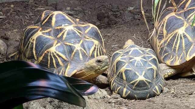 Tortoise turtles on the cage