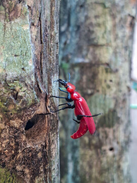 The red blister beetle is a poisonous insect, especially because of the substance cantharidin.
