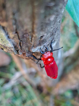 The red blister beetle is a poisonous insect, especially because of the substance cantharidin.