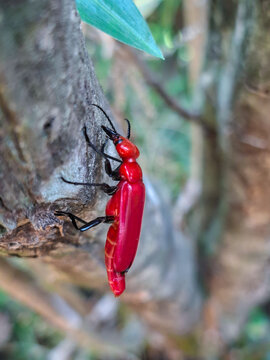 The red blister beetle is a poisonous insect, especially because of the substance cantharidin.