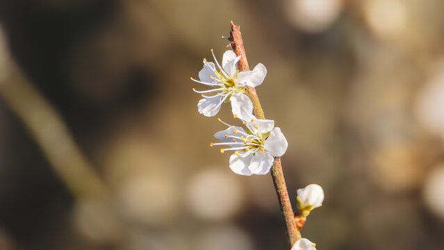 Wild Apple blossom, in strong spring sunshine, Hauxley Nature Reserve, Northumberland, March 2026. 