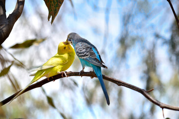 Close-up of a blue budgie and a yellow budgie exchanging food on a branch © Yevg45