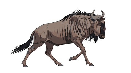 Fototapeta premium Solitary wildebeest walking across a plain white background showing detailed muscle and fur textures.