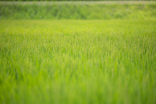 夏の終わりに実り始めた稲穂