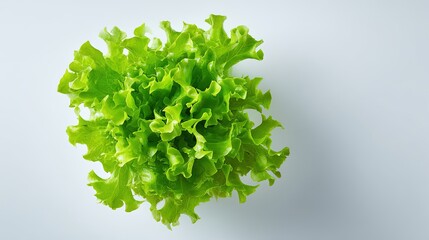 Obraz premium Vibrant green oak leaf lettuce top down view against a plain light gray background