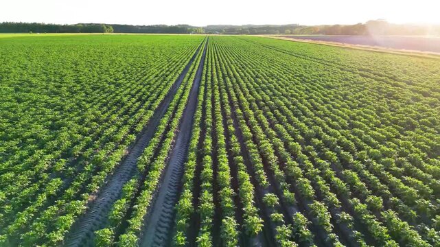 rows of corn plants