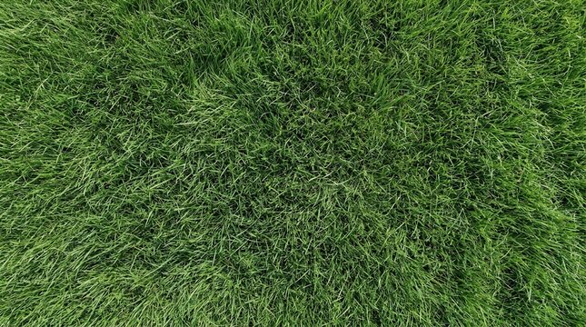 Lush Green Grass Texture Overhead View of Vibrant Healthy Lawn