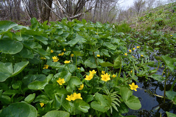 エンコウソウの群落（北海道・鶴居村）  © 愛 高行