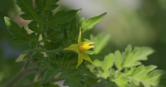Extreme macro: Bright yellow star-shaped tomato flowers showing intricate petal details.