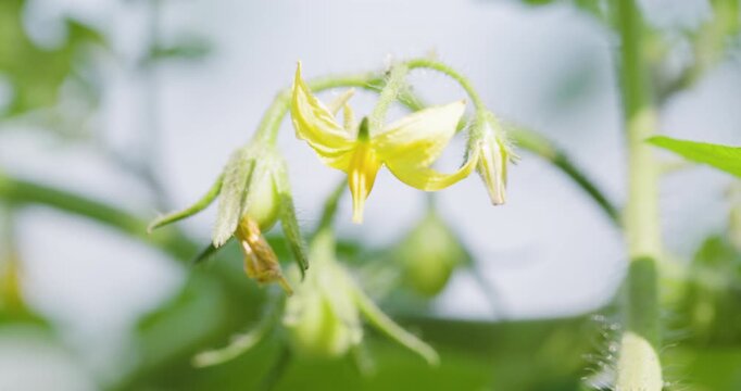 Radiant yellow tomato blooms against lush green foliage, a symbol of organic gardening.