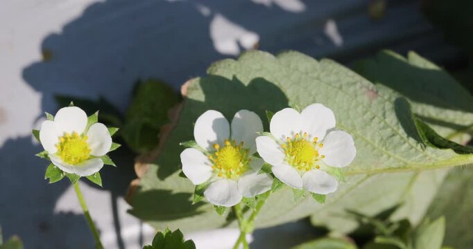 Closeup Delicate white strawberry blossoms with bright yellow centres in a sunny conditions