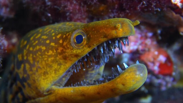 Macro of a fangtooth moray eel showing sharp teeth in a rocky reef crack