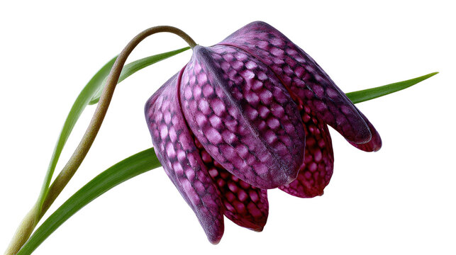 Checkerboard Flower's Grace: A close-up showcases a singular checkered flower, its delicate petals and unique pattern conveying beauty, harmony, and serenity.