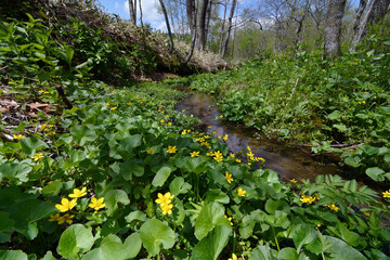 エンコウソウの群落（北海道・鶴居村）  © 愛 高行