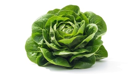 Fototapeta premium Fresh Butterhead Lettuce Head on White Background Healthy Eating.