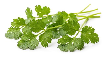 Fototapeta premium Fresh Cilantro Bunch Aromatic Herb for Culinary Delights.