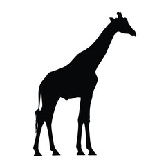 Fototapeta premium Black giraffe silhouette standing sideways with a long neck against a white background vector illustration.