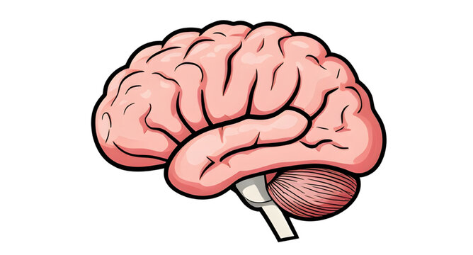 brain, human, anatomy, organ, mind, neuroscience, neurology, nervous, system, cortex, cerebrum, cerebellum, stem, neuron, neural, synapse, intelligence, thinking, cognition, memory, learning, psycholo