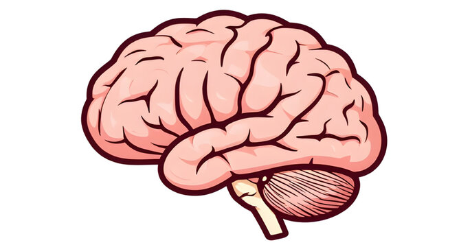 brain, human, anatomy, organ, mind, neuroscience, neurology, nervous, system, cortex, cerebrum, cerebellum, stem, neuron, neural, synapse, intelligence, thinking, cognition, memory, learning, psycholo