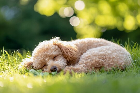 Toy Poodle sleeping peacefully on green grass