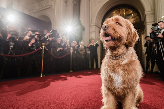 Dog posing on red carpet surrounded by photographers