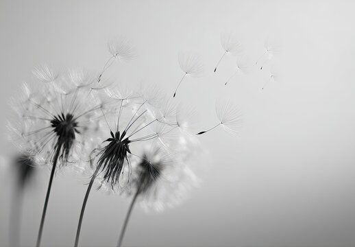Black and white macro of dandelion seeds in flight, soft focus, serene, light background