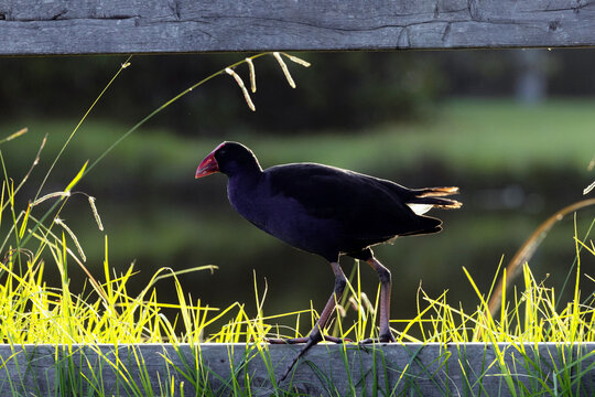 Portrait of an Australasian swamphen standing on the bottom railing of a timber fence surrounding a grass-lined freshwater lagoon. Captured in the golden light of the afternoon sun.