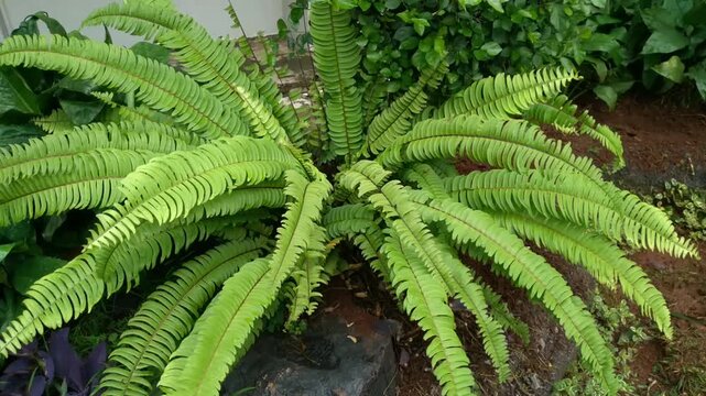 The beauty of Nephrolepis exaltata or Boston fern. Also called the Sword fern, Pakis kelabang, Pakis jejer. Natural background