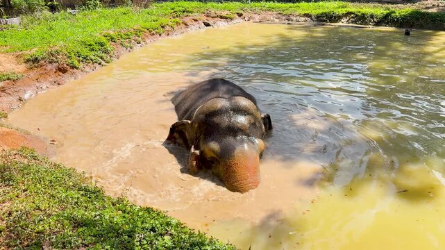 Asian Elephant Bathing in a Muddy River at a Phuket Sanctuary