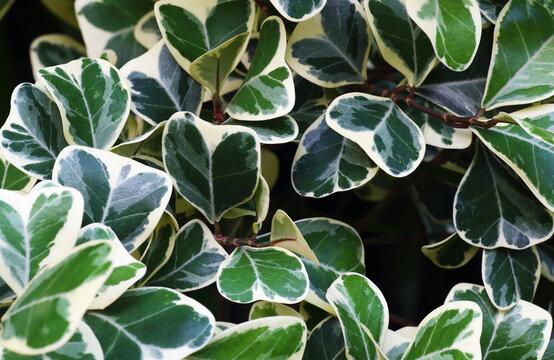 Its scientific name is Ficus deltoidea (Variegated), or some sources identify it as Ficus triangularis, and it belongs to the family Moraceae.